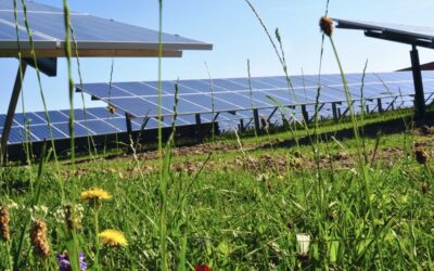Biodiversität in Solarparks: Lebensräume voller Energie